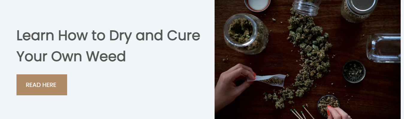 how to dry and cure weed