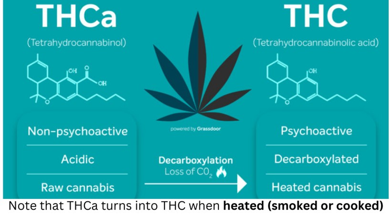 thca vs thc in uncured weed