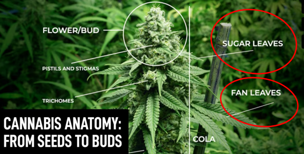 weed plant anatomy