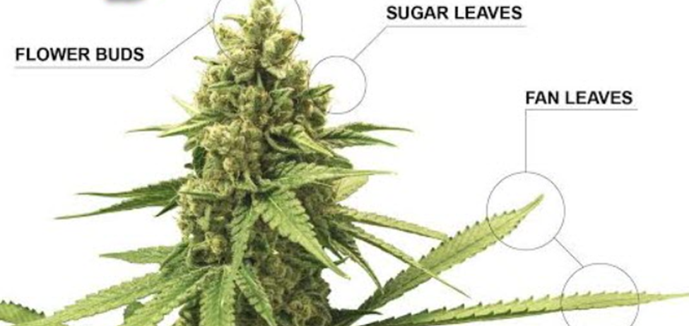 fan leaves vs. sugar leaves