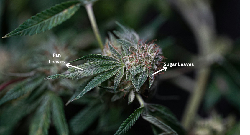 fan leaves vs. sugar leaves