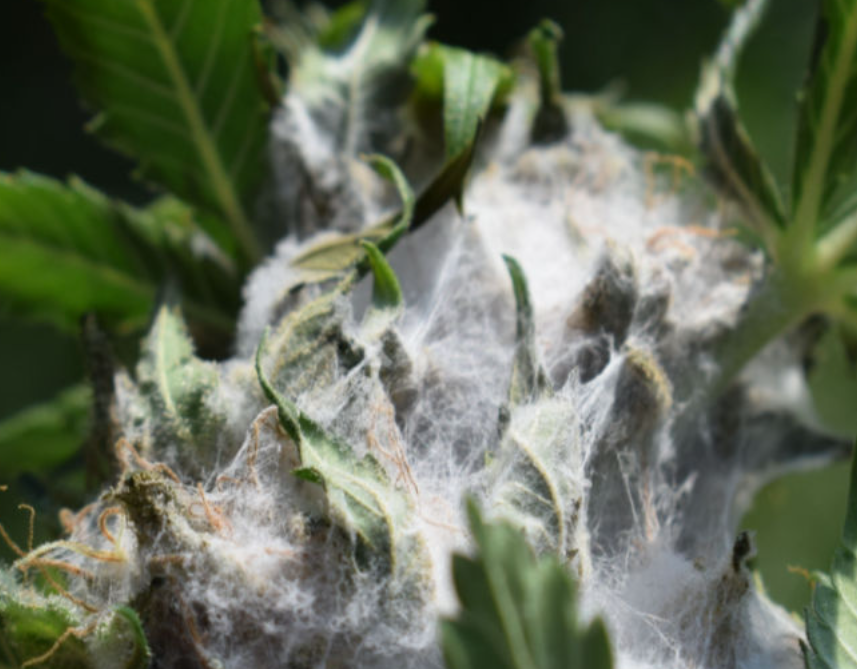 moldy weed: picture of cannabis flower covered with cobweby mold