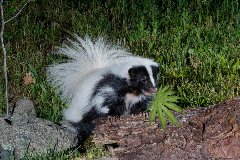 what is skunk weed