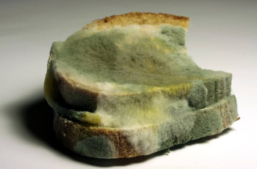 picture of penicillium mold growing on bread