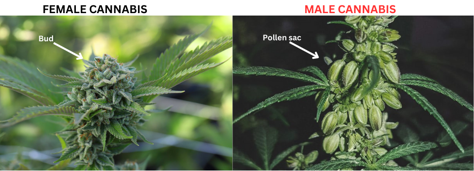 male weed plant vs female cannabis plant